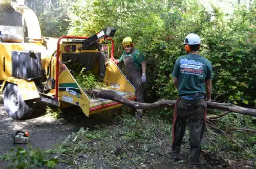 tree services Council